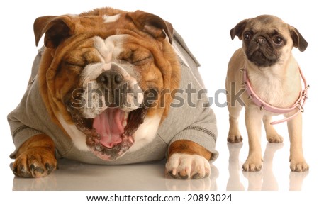 british bulldog tattoos. stock photo : english bulldog