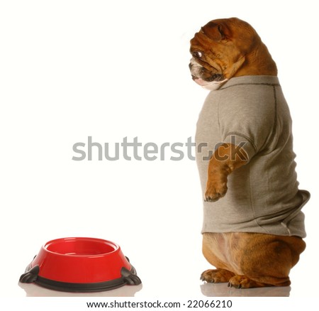 english bulldog looking down at empty dog food dish - stock photo