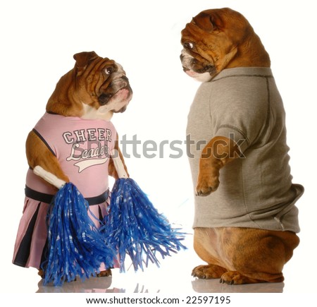 stock-photo-two-english-bulldogs-dressed-up-as-a-cheerleader-and-a-jock-puppy-love-22597195.jpg