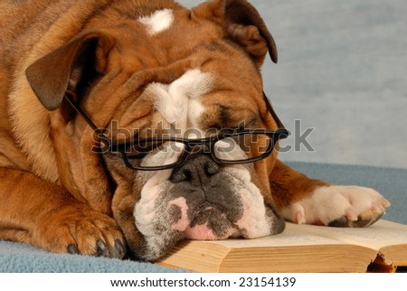 dog obedience school - english bulldog reading a novel