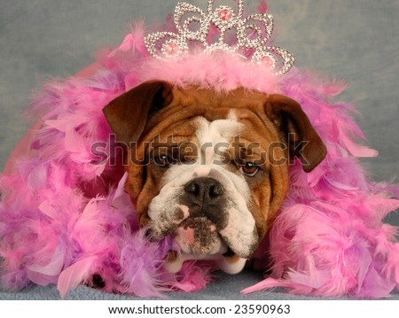 Dressed Up Dogs. english bulldog dressed up