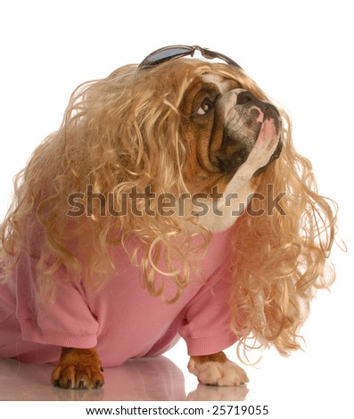 stock-photo-dog-dressed-in-drag-english-bulldog-dressed-up-as-a-beautiful-blonde-woman-25719055.jpg