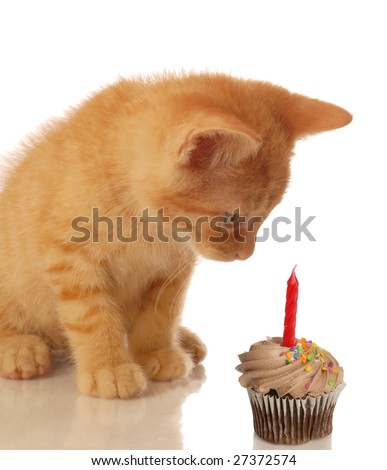 Happy Birthday Kitten. irthday - kitten looking