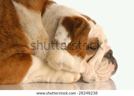 profile of english bulldog isolated on white background