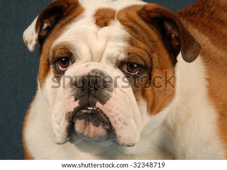 english bulldog female - red brindle and white - purebred champion