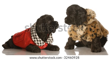 Dressed up puppies