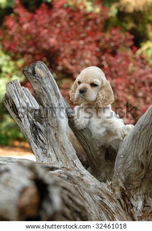 american cocker spaniel puppy standing an a piece of wood