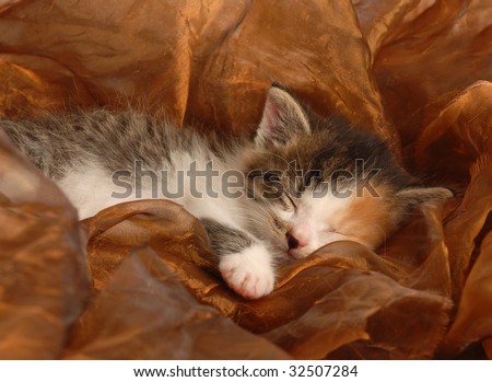 Calico Kitten Pics