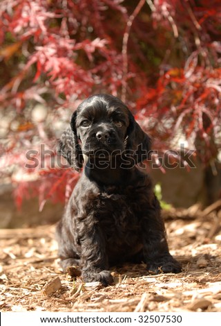american cocker spaniel puppy sitting in outdoor setting