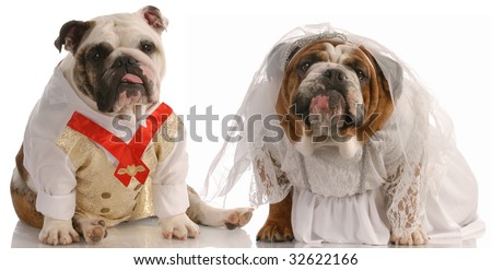 Dressed up puppies