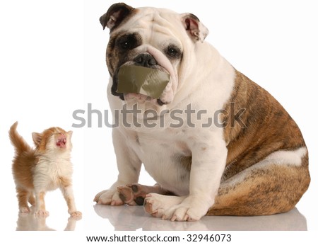 stock photo : dog and cat fight - english bulldog with tape on mouth sitting 