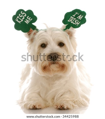 http://image.shutterstock.com/display_pic_with_logo/85726/85726,1248867211,1/stock-photo-st-patrick-s-day-dog-west-highland-white-terrier-wearing-kiss-me-i-m-irish-headband-34425988.jpg