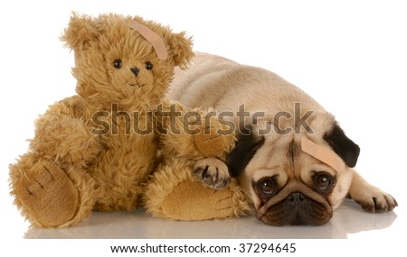 Pug Teddy