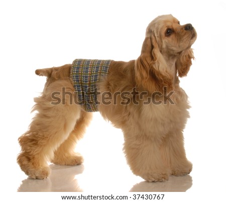 cocker spaniel pee winter pierzina tits gif