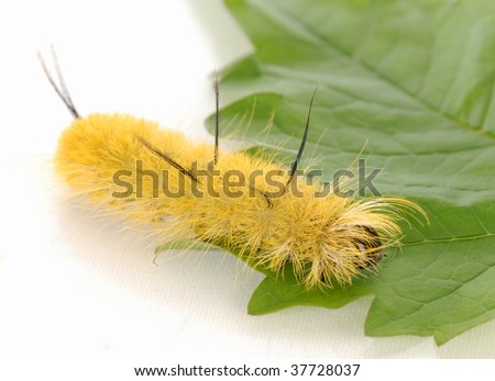 yellow fuzzy caterpillar - banded or pale tussock moth caterpillar