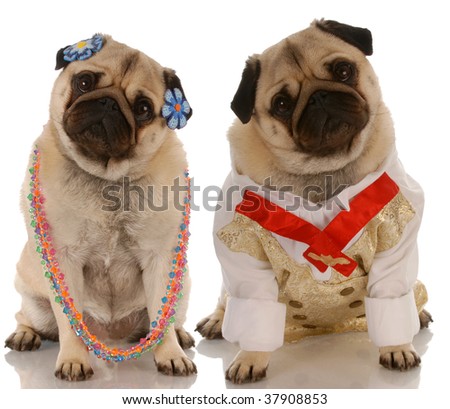 Dressed up pugs