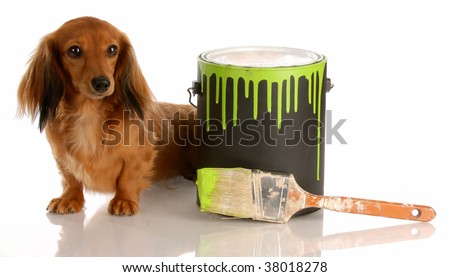 long haired dachshund photos. long haired dachshund