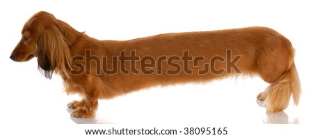 stock-photo-very-long-dachshund-standing-from-the-side-view-38095165.jpg