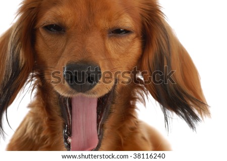 long haired dachshund blonde. stock photo : long haired