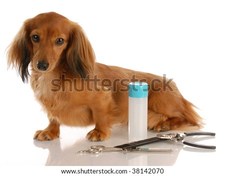 long haired dachshund. long haired dachshund