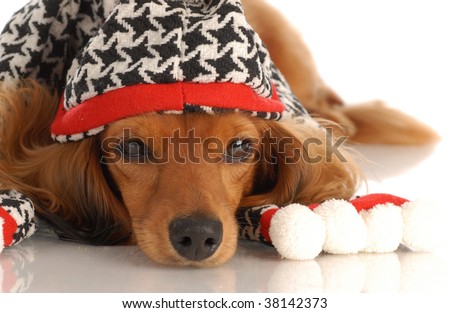miniature long haired dachshund wearing plaid hat and scarf