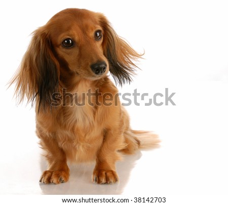 miniature long haired dachshund puppies. stock photo : miniature long