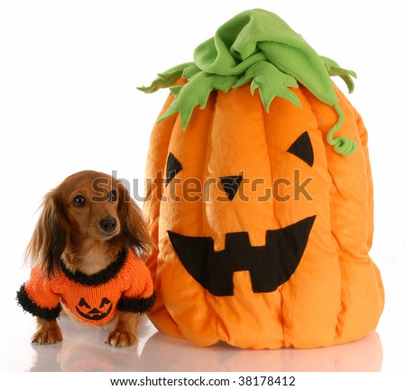 long haired dachshund photos. stock photo : long haired