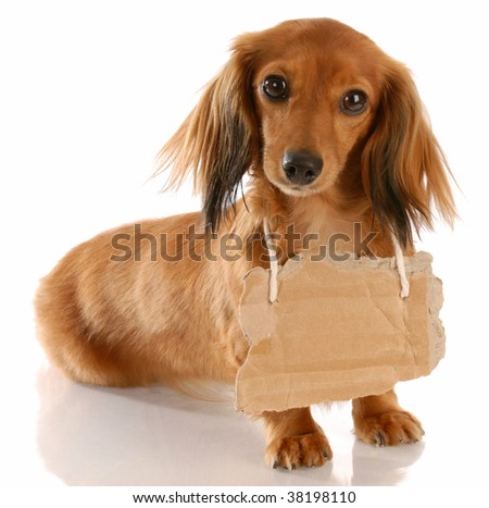long haired dachshund photos. stock photo : long haired