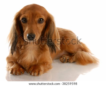 mini long haired dachshund puppies. mini long haired dachshund