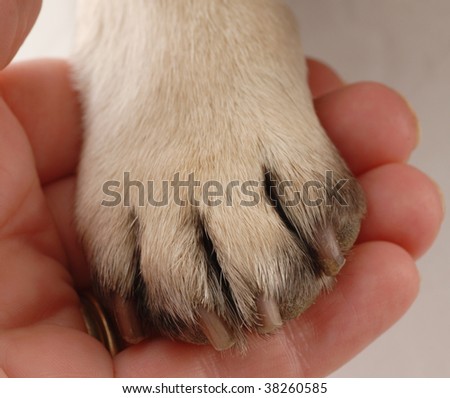veterinary care - persons hand holding dog paw