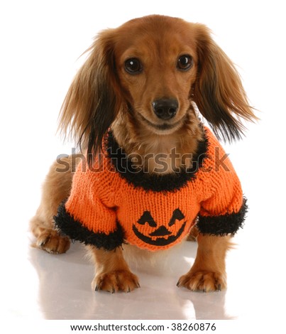 Miniature Long Haired Dachshund. stock photo : long haired