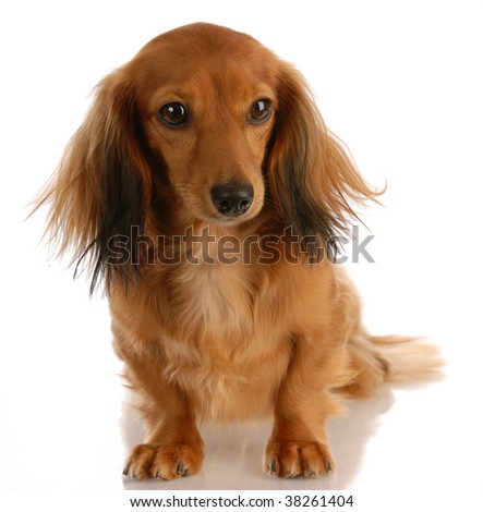 stock photo : long haired miniature dachshund female sitting on white 
