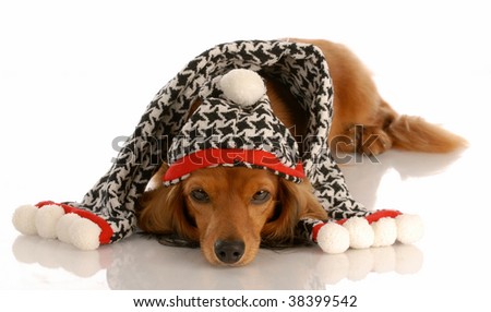 miniature long haired dachshund puppies. stock photo : long haired
