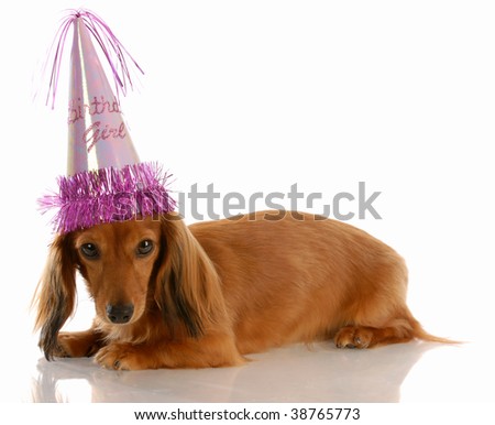 Long Hair Dachshund. long haired dachshund dog