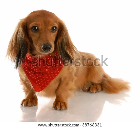 long haired dachshund photos. long haired dachshund dog