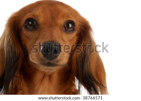 long haired dachshund pictures. long haired dachshund dog