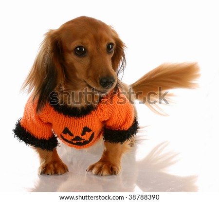 miniature long haired dachshund puppies. stock photo : miniature long