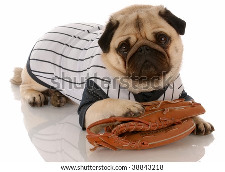 funny dogs dressed up. Cutest friendapr , knapp features dressed-up Royalty free two pugpicture
