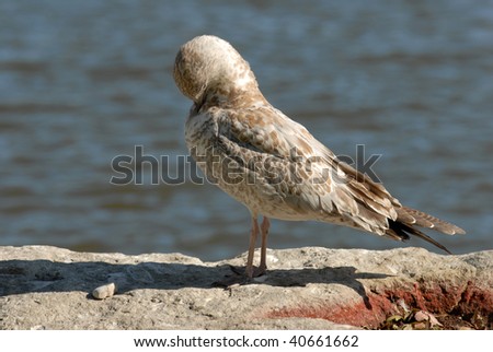 seagull cleaning on a rock by the water\'s edge