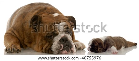 mother and puppy - english bulldog mom and three week old puppy