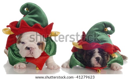 Dressed up puppies