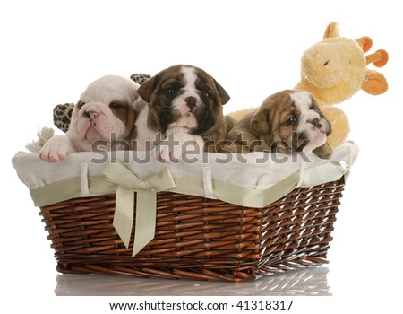 Weaning Puppies on Week Old English Bulldog Puppies In A Wicker Basket With Stuffed Toys