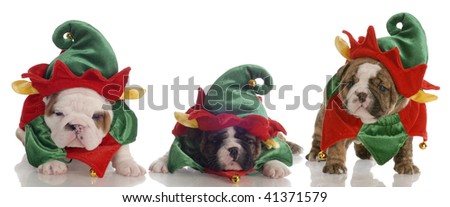 Dressed up puppies