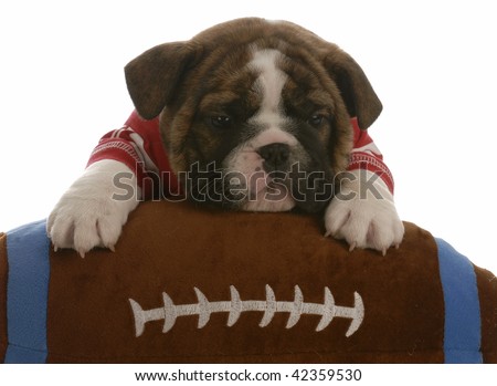 english bulldog puppy with paws up on a stuffed football - 5 weeks old