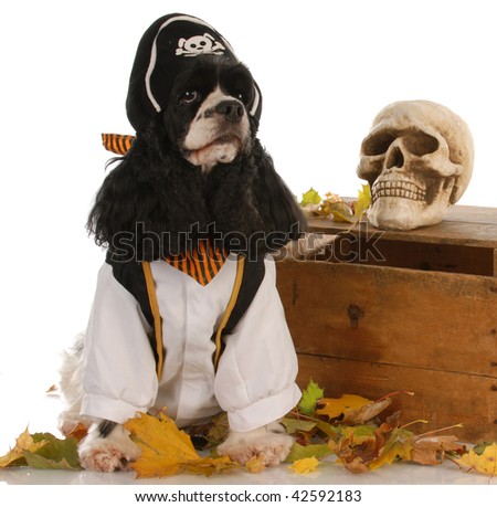 stock photo : american cocker spaniel dressed up like a pirate