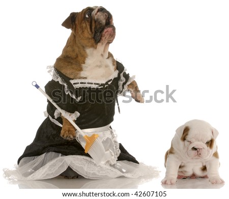 angry mother - english bulldog wearing maid dress standing up sweeping floor beside puppy with smug expression