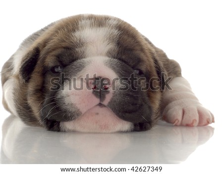 bulldog brindle