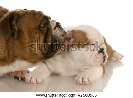 english bulldog puppy being cleaned by mother on white background