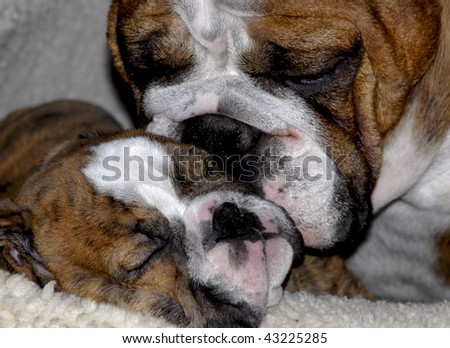 english bulldog mother cleaning eight week old puppy