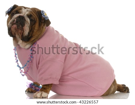 Bulldog Clothing